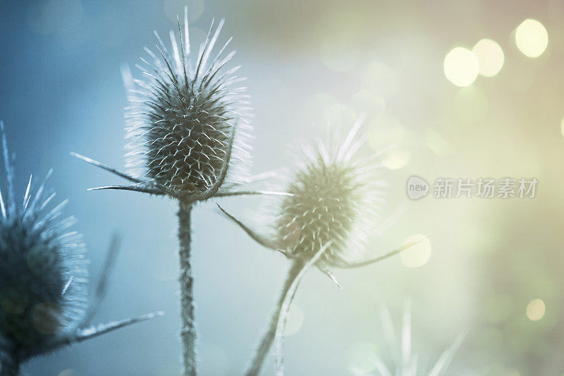 耀眼的背景上的野花