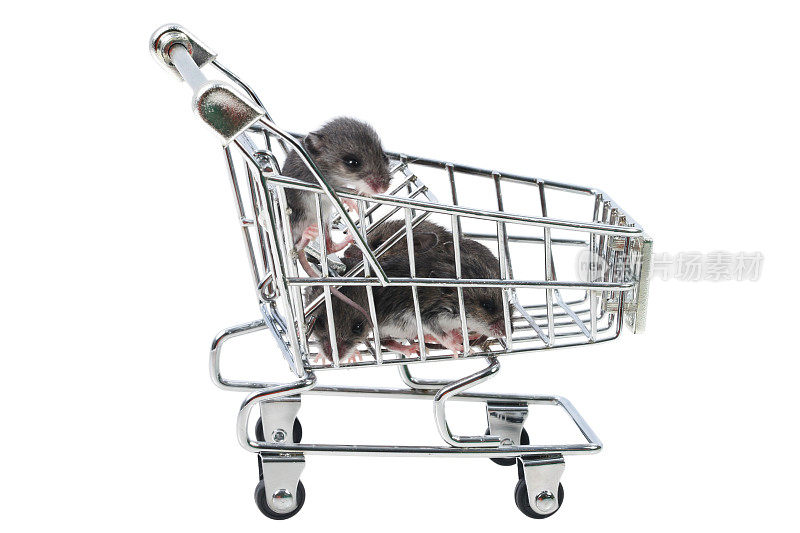 小老鼠和购物
