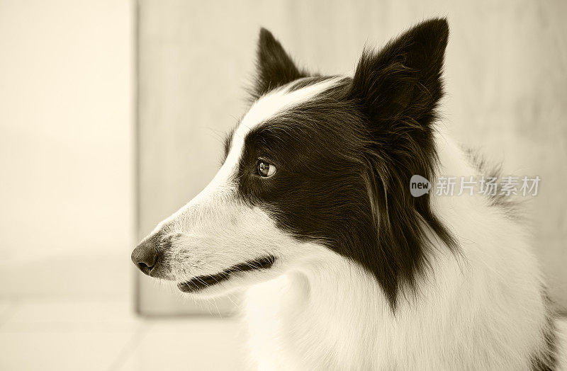 博德牧羊犬盯着一边。