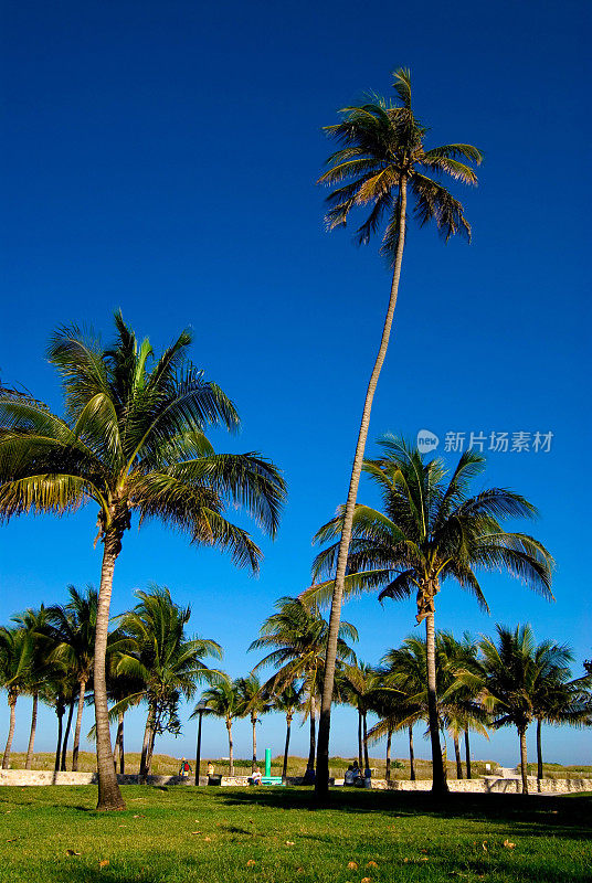 迈阿密海滩场景