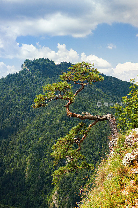 松木山