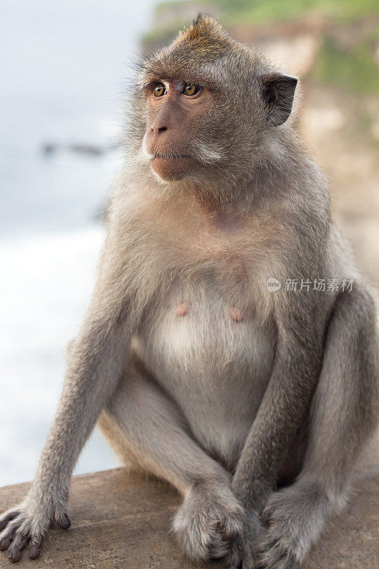 巴厘猕猴的肖像