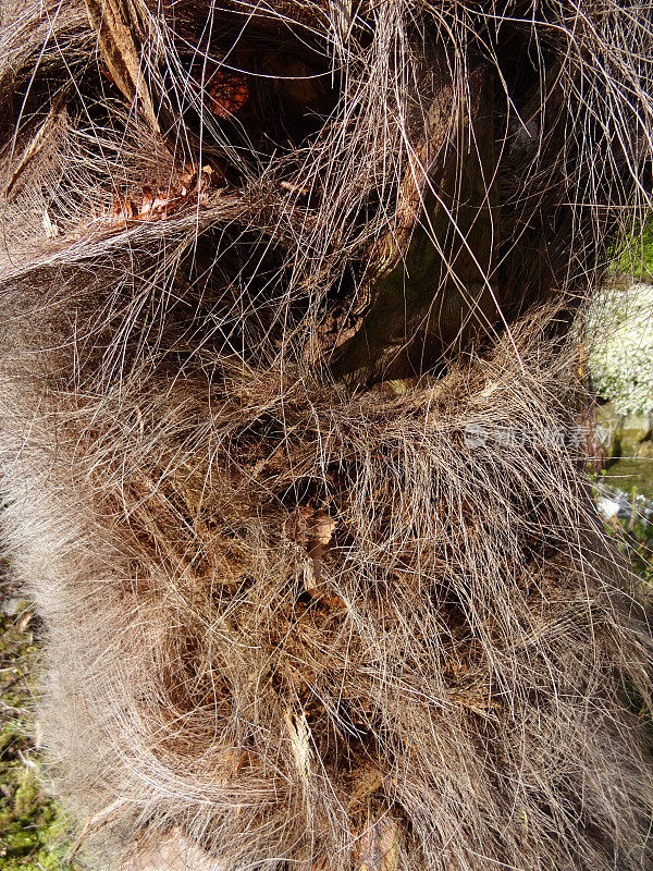 坚硬的风车棕榈树(Trachycarpus-fortunei)的多毛树干图像