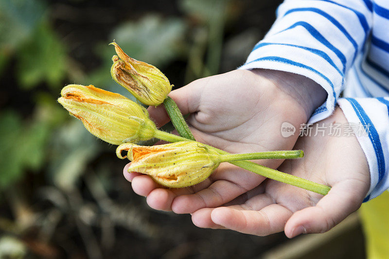 手持西葫芦花的小女孩