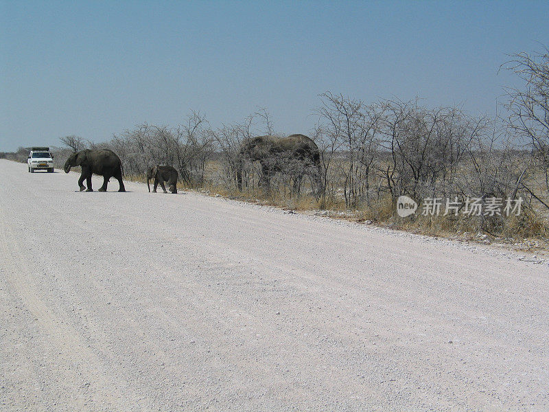 大象穿越道路