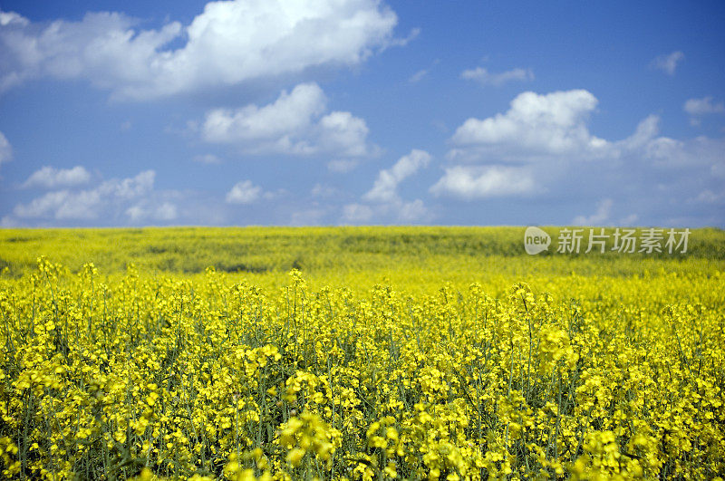 油菜籽领域