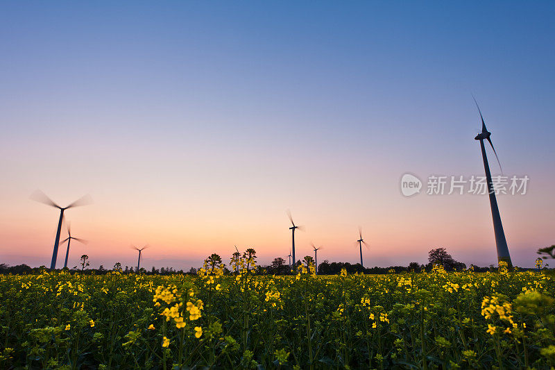 风力涡轮机农场在晚上的油菜田