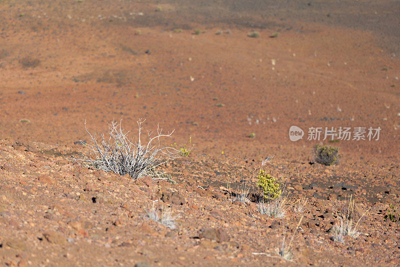 毛伊岛的红哈雷阿卡拉火山口