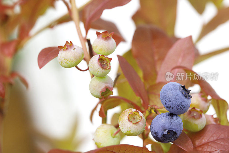 蓝莓植物文摘