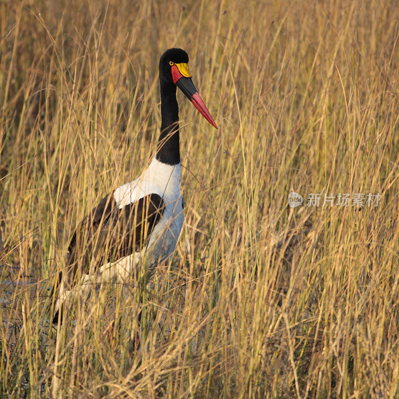 鞍嘴鹳(senegalensis)，莫雷米，博茨瓦纳