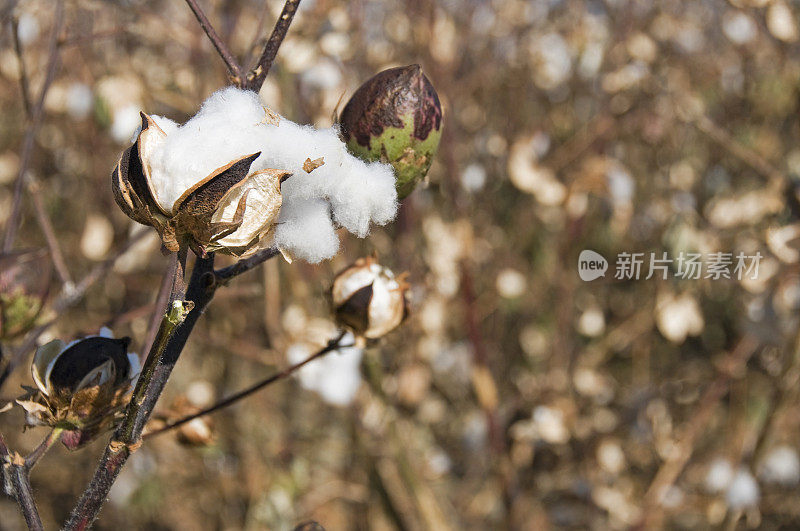 棉花准备收割了