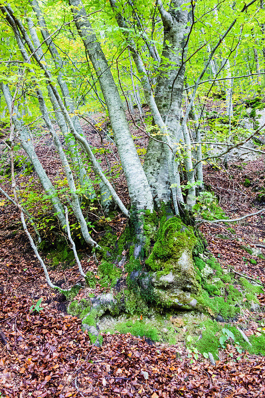 树根与苔藓