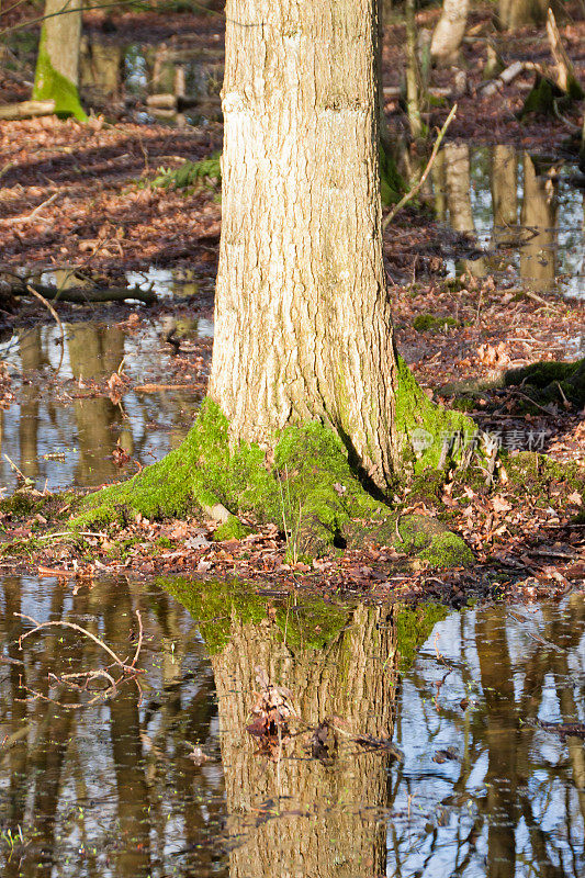 被洪水淹没的树林里的树木倒影