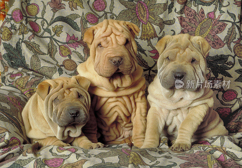 三只沙皮犬幼犬在沙发上，画像