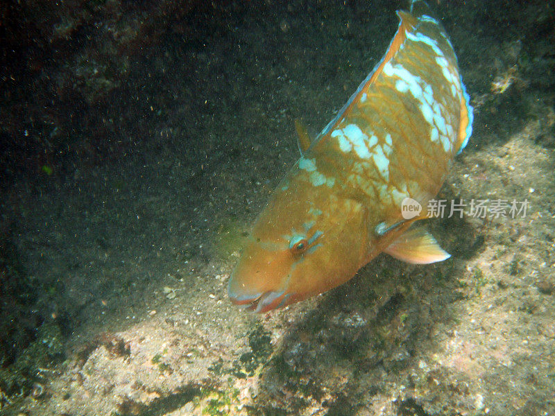 加拉帕戈斯群岛:巴托洛姆的蓝下巴鹦嘴鱼?岛