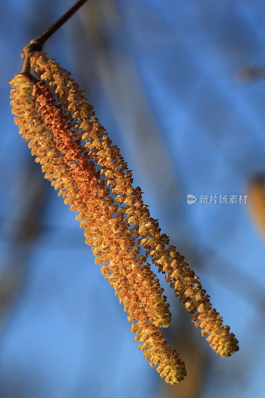 榛子开花了缺陷