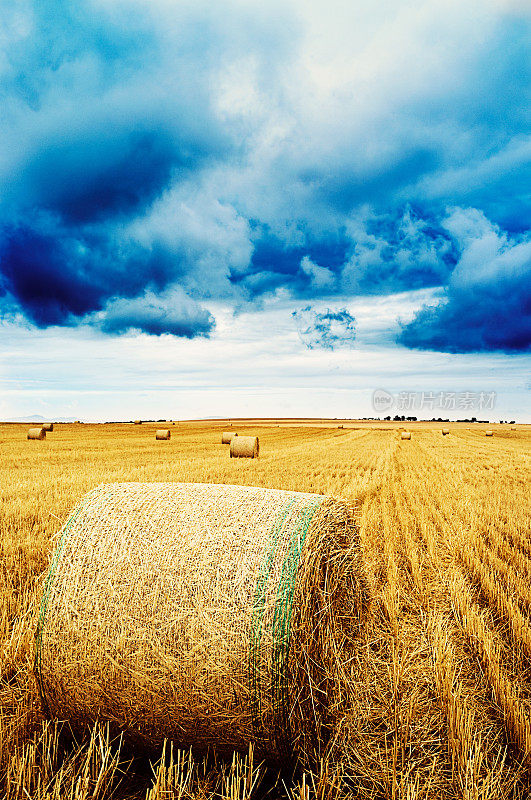 在戏剧性的天空下，农田里的小麦