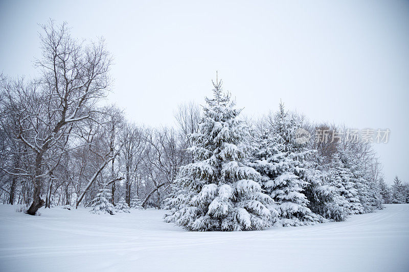 积雪覆盖的树木-明尼苏达的冬天