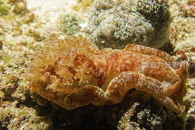 西班牙舞者裸鳃海蛞蝓(六鳃海蛞蝓)