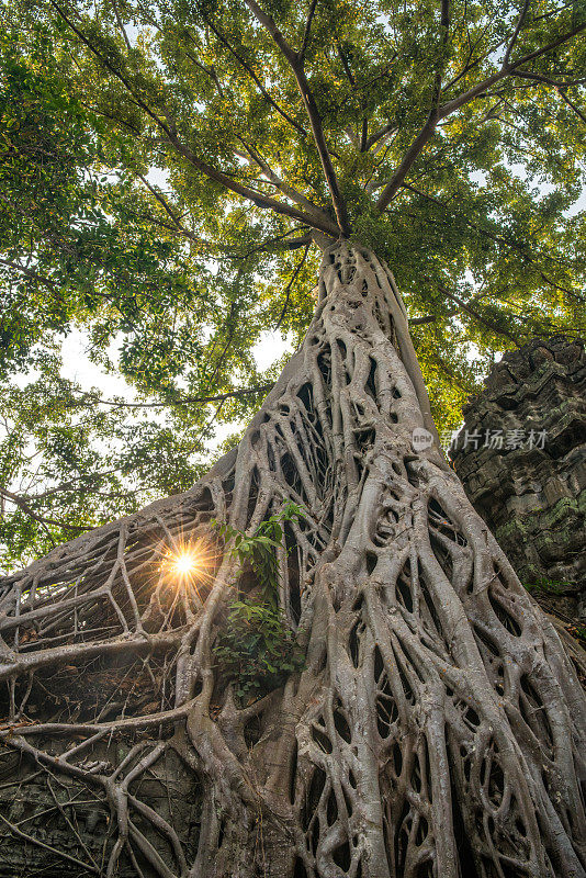 大普隆寺榕树，柬埔寨