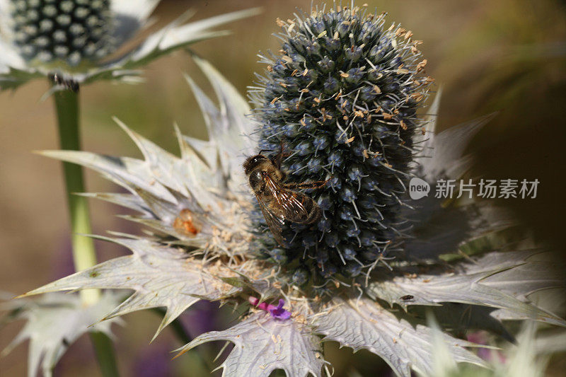 蜜蜂在eryngium