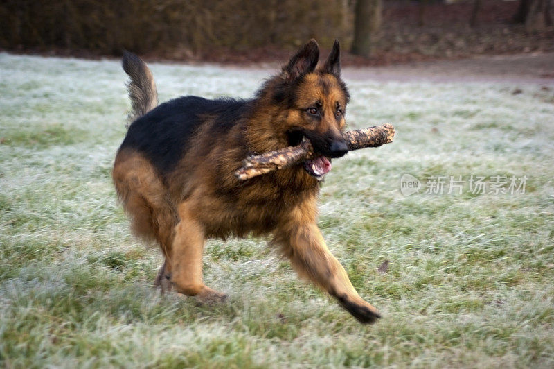 德国牧羊犬