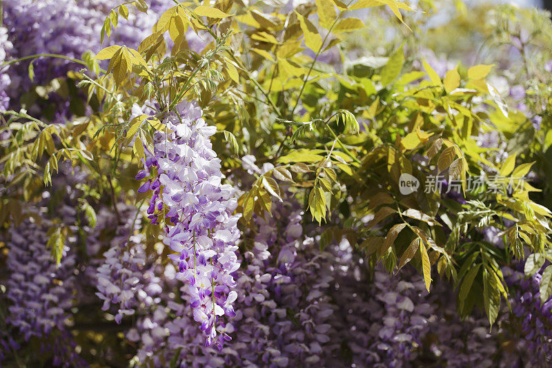 紫藤,紫藤,Wysteria