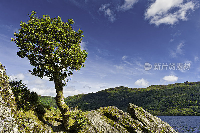 孤独的树俯瞰田园诗般的湖夏山