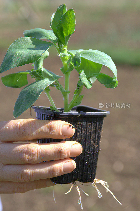 为花园种植植物