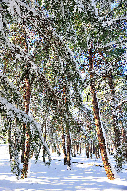 森林里的雪