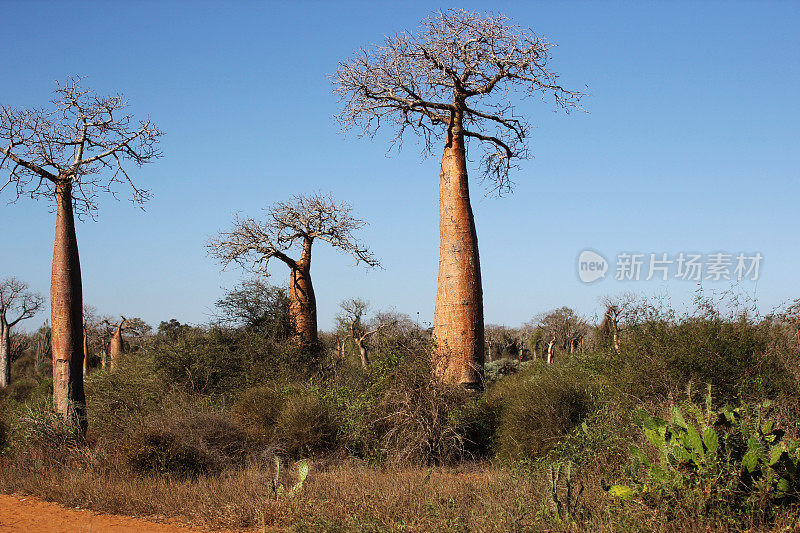 马达加斯加:Ifaty附近的猴面包树