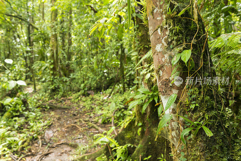 绿色雨林植物在哥斯达黎加丛林景观旅游目的地