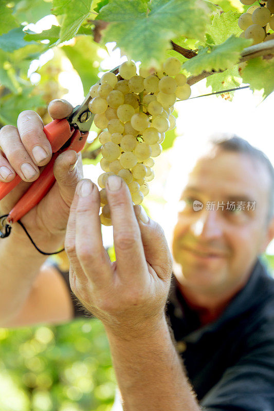 手摘成熟的白葡萄