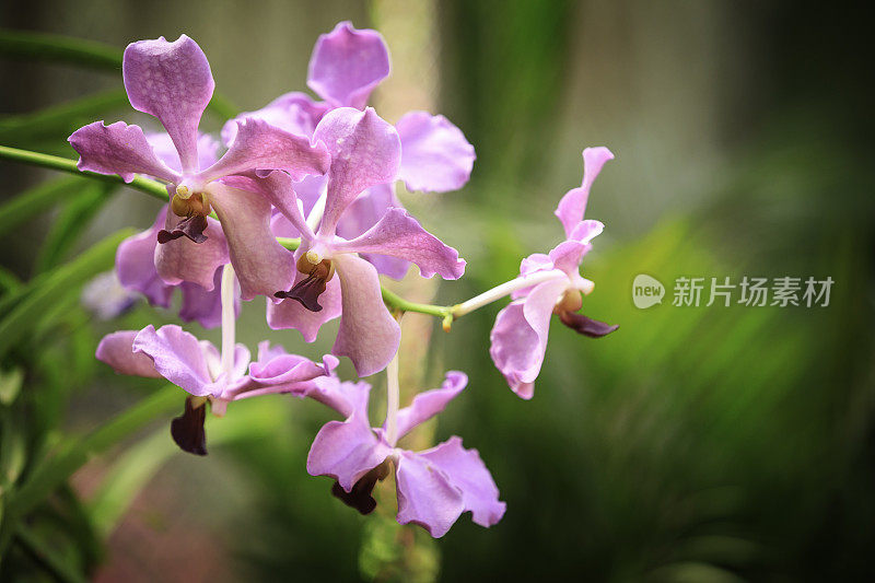 色彩斑斓的兰花的花