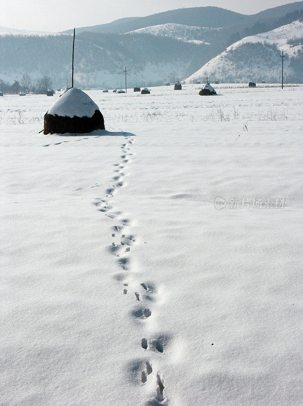 雪草垛2