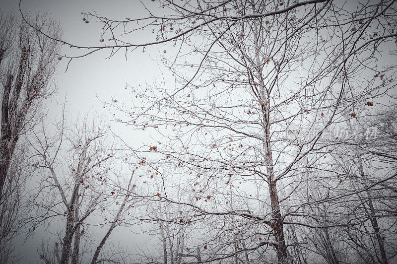 带白霜的光秃秃的冰冻的落叶树