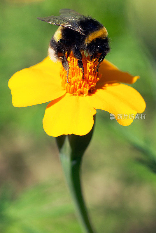 橙花上的大黄蜂