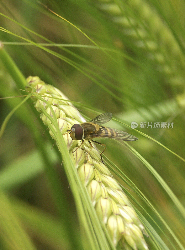 食蚜蝇对小麦