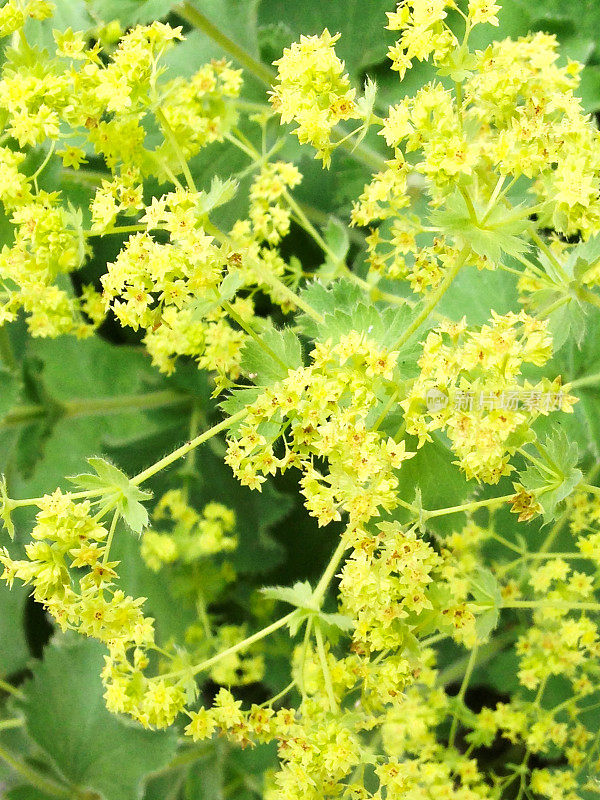 金盏花(女披风)