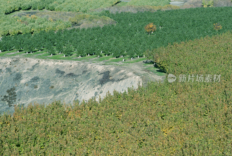 果树周围的悬崖在华盛顿州