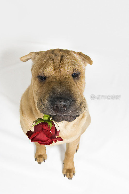 沙皮狗和情人节玫瑰