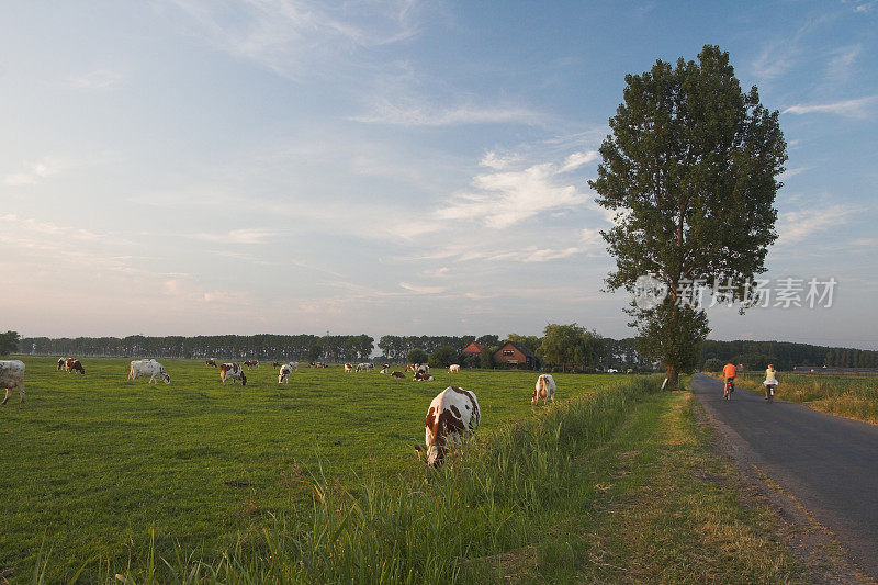 荷兰的奶牛和自行车