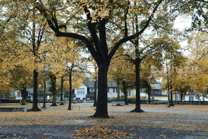 瑞士苏黎世的林登霍夫广场秋树