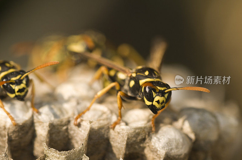 黄蜂在黄蜂巢纸上的特写