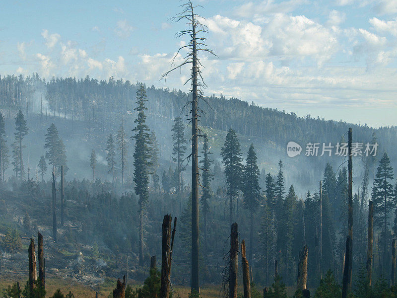 火灾后被毁的森林