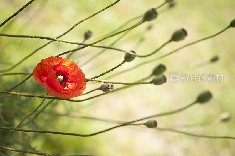 罂粟花在日落