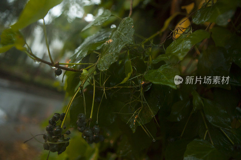 潮湿和多雨的