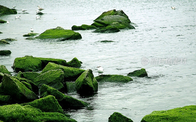 岩石上的海鸥