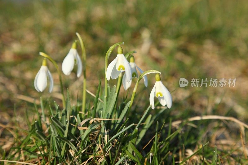 雪花莲