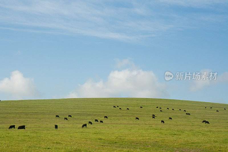 黑牛在绿草地上